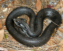 Eastern Hog-nosed Snake - Cape Cod National Seashore (U.S.