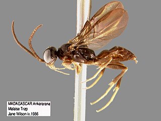 <i>Heterogyna</i> Genus of wasps