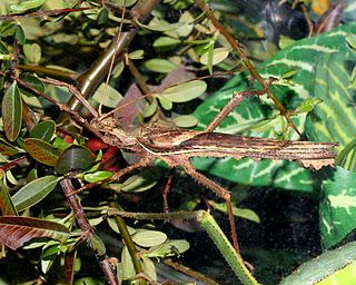 <i>Heteropteryx dilatata</i> Species of stick insect