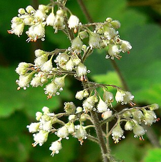 <i>Heuchera maxima</i> Species of flowering plant