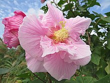 Hibiscus makinoi fl. пл. - Ишигаки аралы - 2016-11b.jpg