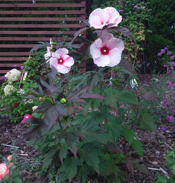 File:Hibiscus moscheutos w uprawie.png