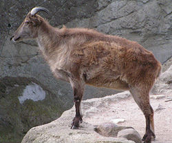 Himalaya-tahr (Hemitragus jemlahicus)