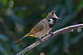 Himalayan bulbul in Dehradun district