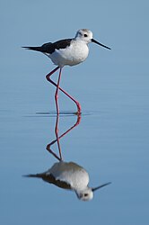 Himantopus himantopus, Sète cf26.jpg