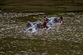 Hippo and water.jpg