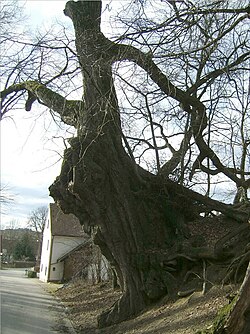 Hohle Linde Obermarbach Ostansicht.JPG