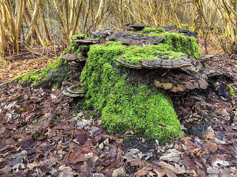 File:Hollandse Hout, natuurgebied in Flevoland. 07-02-2020. (actm.) 47.jpg