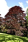 Copper beech (Fagus sylvatica atropurpurea)