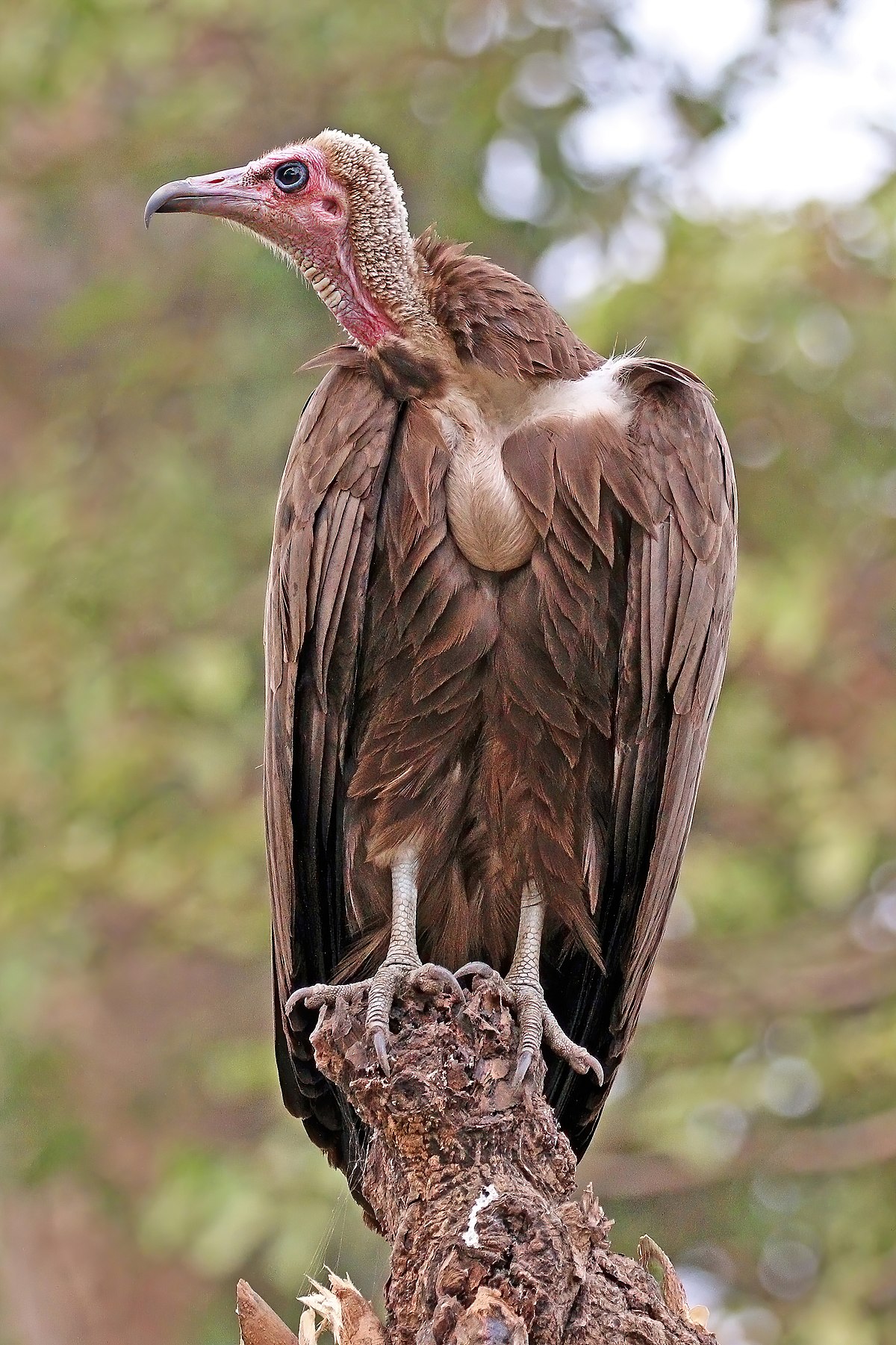 African Vultures  The Peregrine Fund