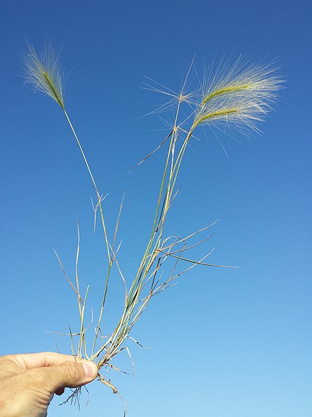 File:Hordeum jubatum sl6.jpg