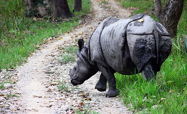 One horned Rhino in Chitwan National Park. © Prasiddha