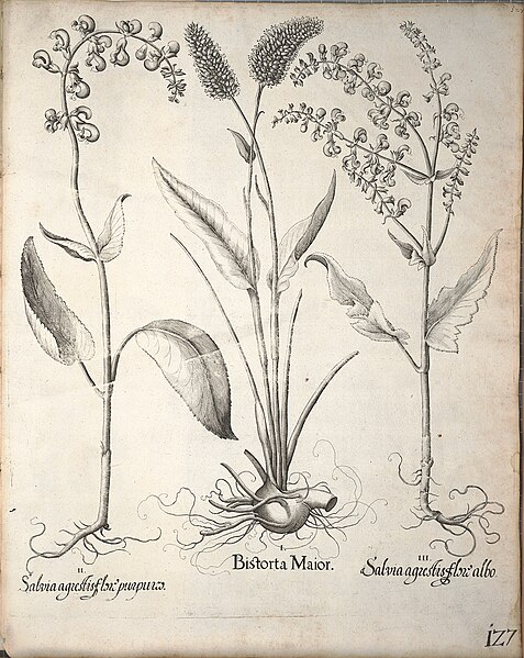 File:Hortus Eystettensis, 1640 (BHL 45339 138) - Classis Verna 127.jpg
