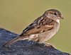 House Sparrow (Passer domesticus)- Female in Kolkata I IMG 3787 (cropped).jpg