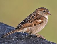 House Sparrow (Passer domesticus)- Female in Kolkata I IMG 3787 (cropped).jpg