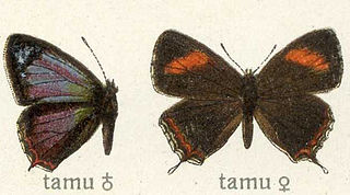 <i>Heliophorus tamu</i> Species of butterfly