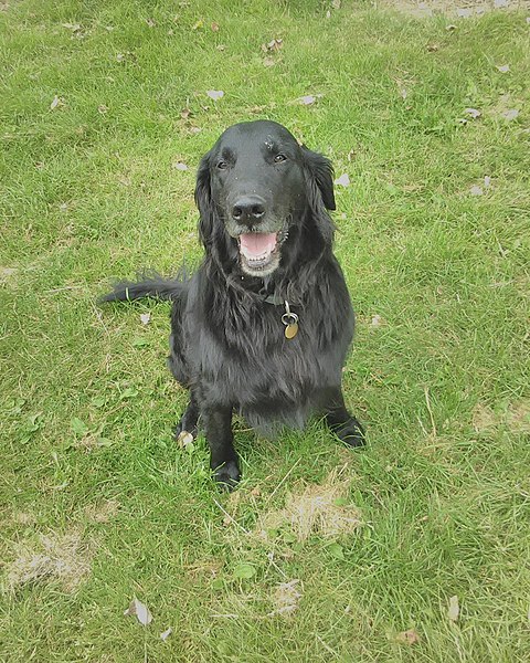 File:Hugo The Flat Coated Retriever.jpg