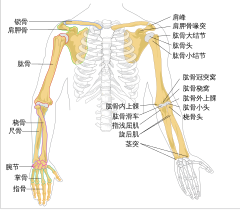 File:Human arm bones diagram.svg - Wikipedia