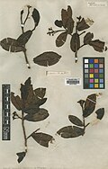 Humiria balsamifera var.  balsamifera Aubl.  BM000795994.jpg