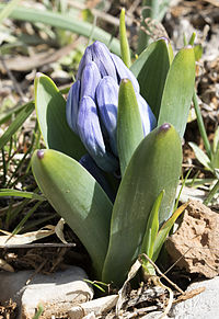 Hyacinthus orientalis ssp. chionophilus