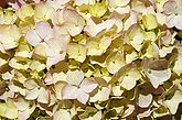 Hydrangea macrophilla (Hydrangeaceae) Hortensia