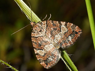 <i>Hydriomena furcata</i> Species of moth