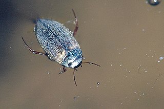 <i>Hydroporus</i> Genus of beetles