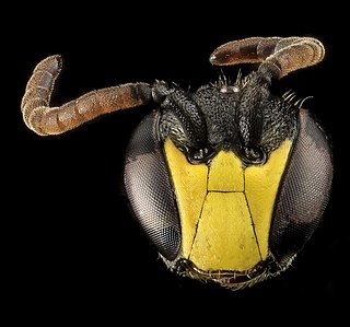 <i>Hylaeus modestus</i> species of insect