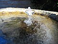 Ice spike in bird bath (UK).jpg