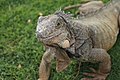 Iguana en el Parque Seminario