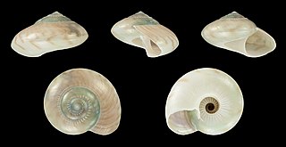 <i>Ilanga biradiatula</i> Species of gastropod