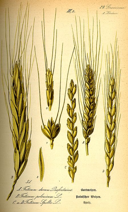 Triticum_spelta