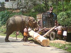 Indian Elephant used for work.JPG