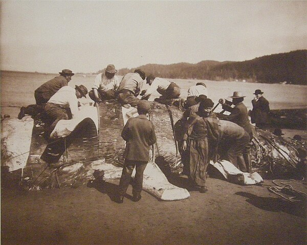 Makah whalers stripping the flesh from a whale, c. 1910.