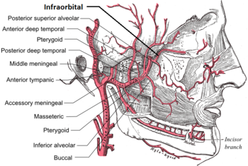 Branches of the maxillary artery. Infraorbital artery.png