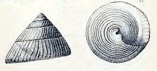 <i>Infundibulum concavum</i> Species of gastropod