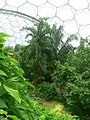 Interior of Humid Tropics Biome, Eden Project - geograph.org.uk - 230041.jpg