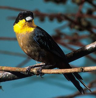 Yellow-throated tanager Species of bird