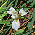 Iris fernaldii