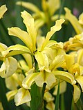 Thumbnail for Iris halophila