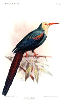 White-headed wood hoopoe Species of bird