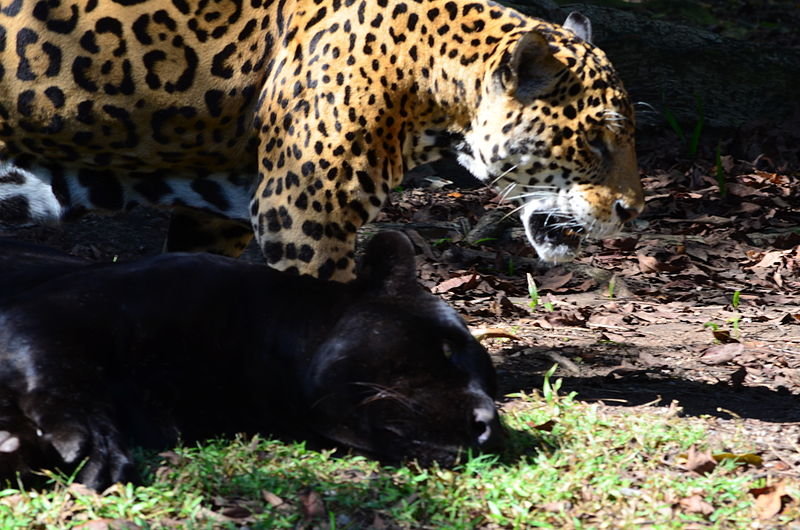 File:Jaguar cuidando la espalda.JPG