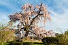 Cherry blossoms at Kyoto's Maruyama Park