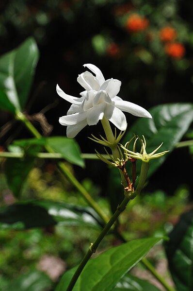 File:Jasminum sambac - Kolkata 2010-09-06 7440.JPG