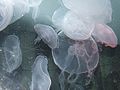 Jellyfish at Sydney Aquarium.jpg
