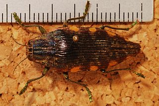 <i>Apateum</i> Genus of beetles