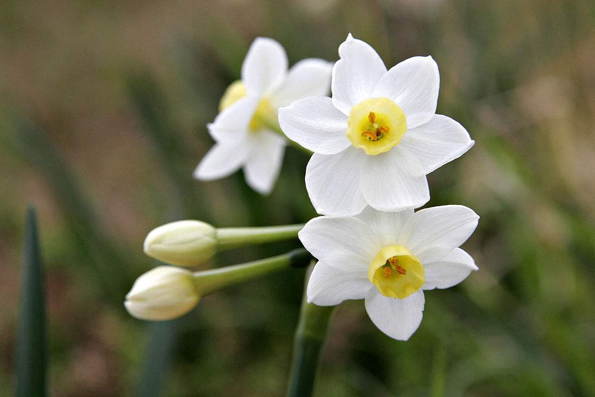 Download Jonquil (color) - Wikipedia