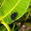 Thumbnail for File:Jumping attacking spider.jpg