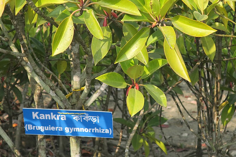 File:Kankra (Bruguiera gymnorrhiza) mangrove forest tree.jpg