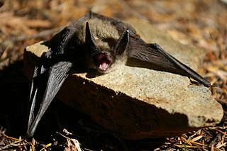 <span class="mw-page-title-main">Keen's myotis</span> Species of bat